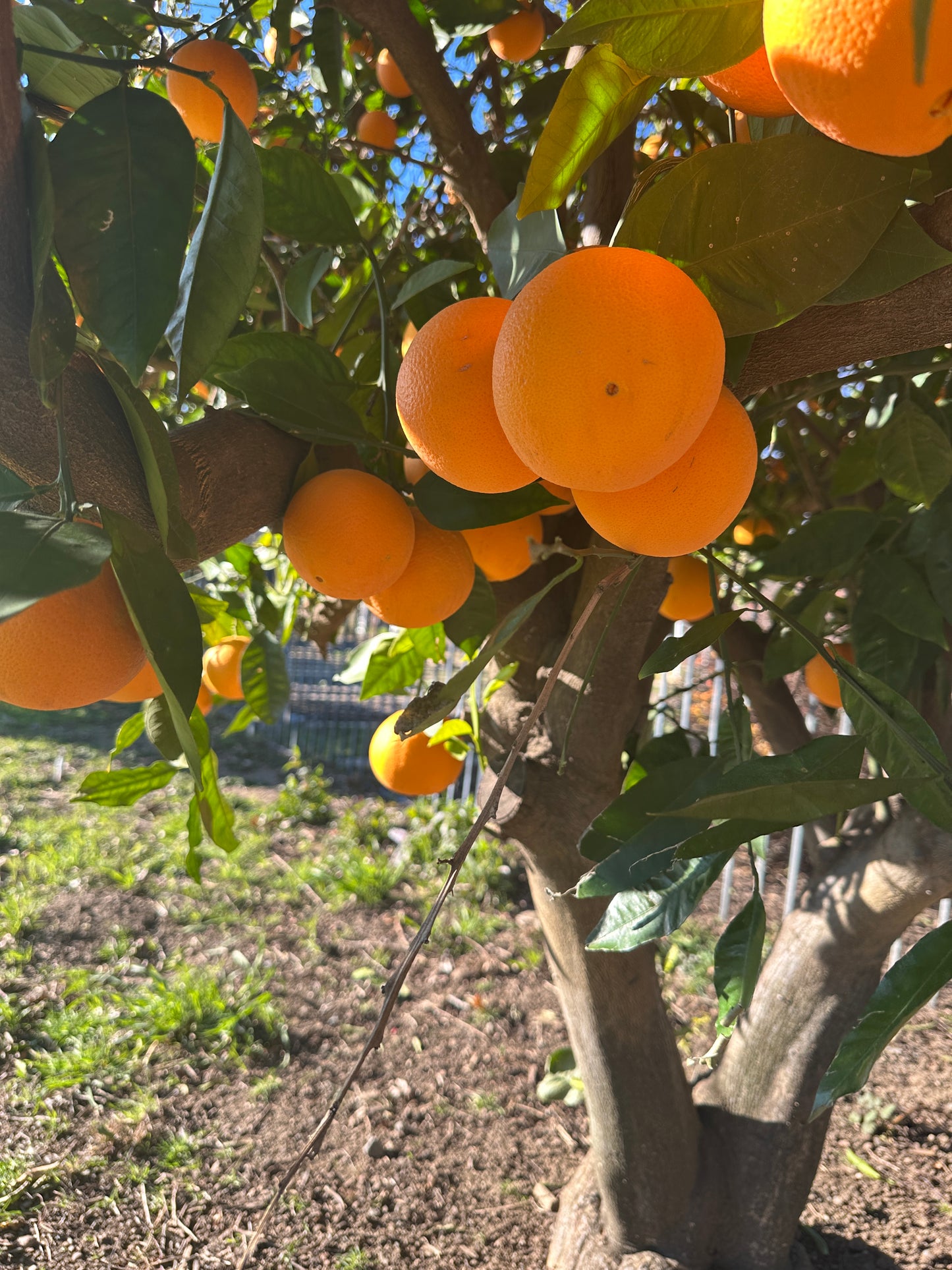 California Navel Oranges