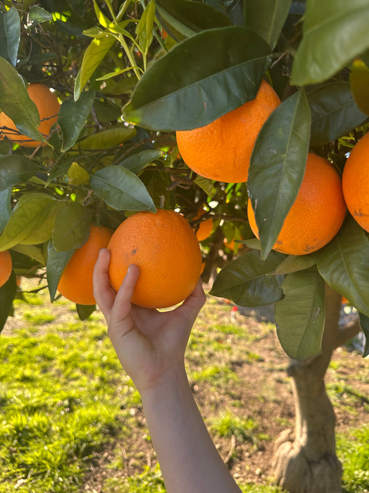 California Navel Oranges